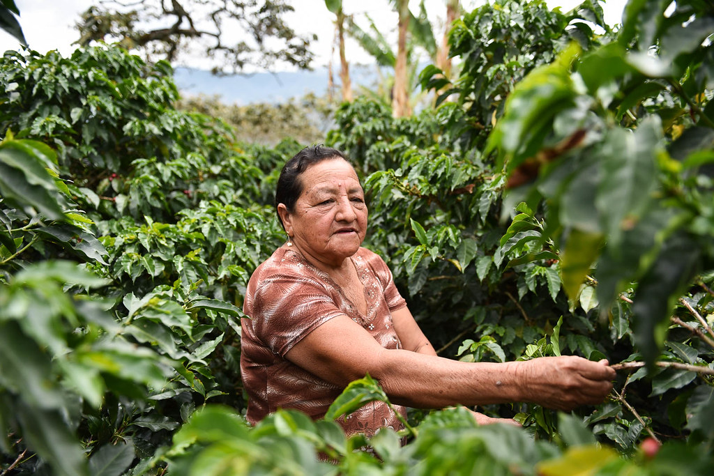 Coffee Plantation in Nariño Region